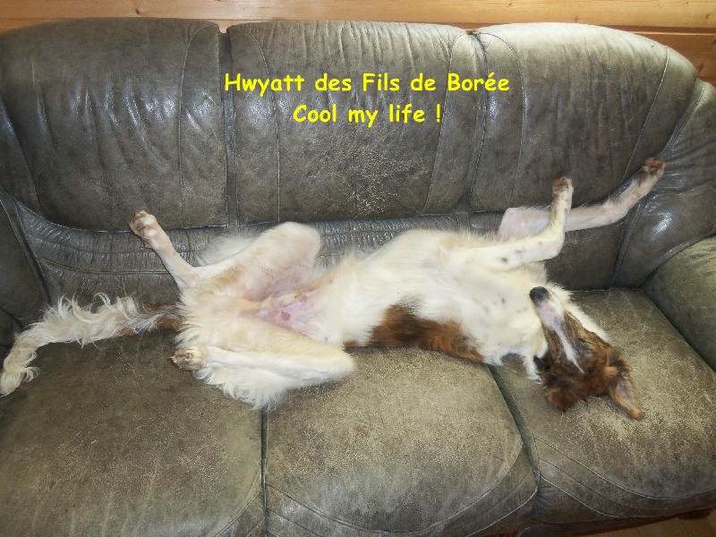 Hwyatt Des Fils De Boree