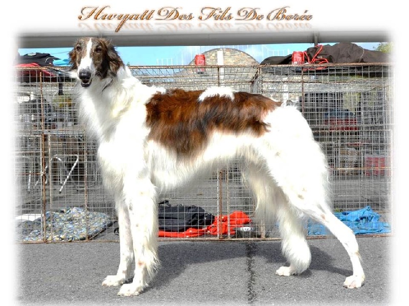 Hwyatt Des Fils De Boree