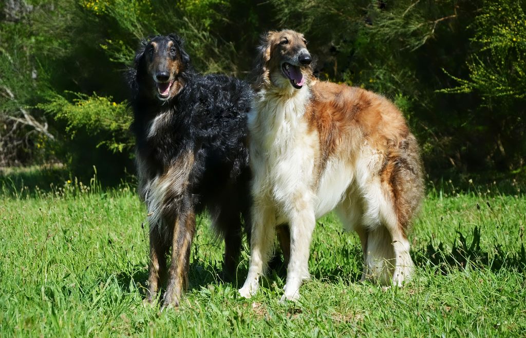 Ianouchka Des Fils De Boree