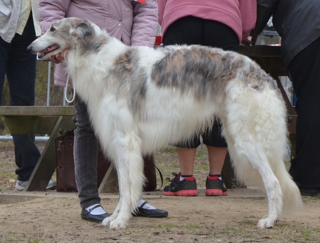 Danilov iz Homierovskoï Pekarni - CACS - BOB 1er excellent
