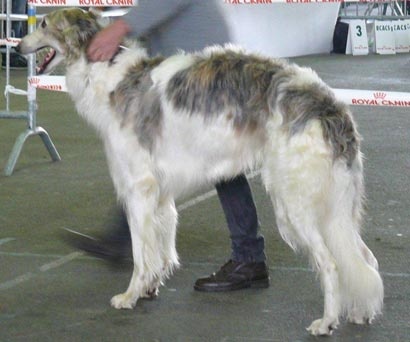 Danilov iz Homierovskoï Pekarni - CACS - RCACIB