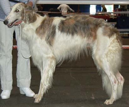 Danilov iz Homierovskoï Pekarni - Excellent 2ème