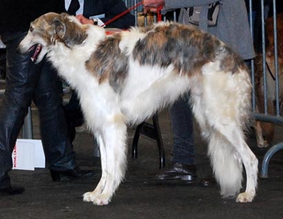 Danilov iz Homierovskoï Pekarni - Très bon. Non classé