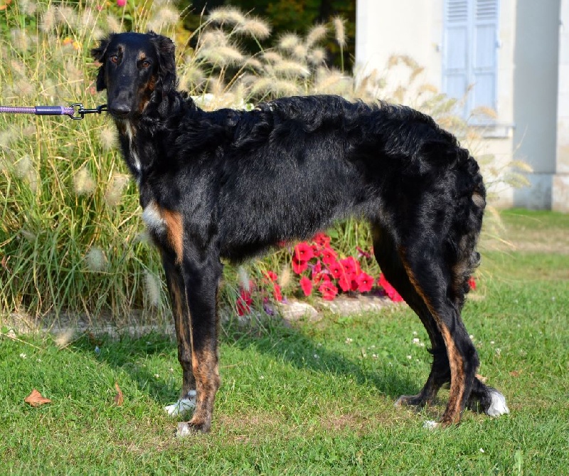 Janna Des Fils De Boree - 1er Très Prometteur