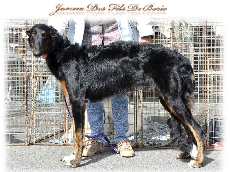 Janna Des Fils De Boree - Très prometteur