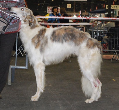 Danilov iz Homierovskoï Pekarni - 1er excellent