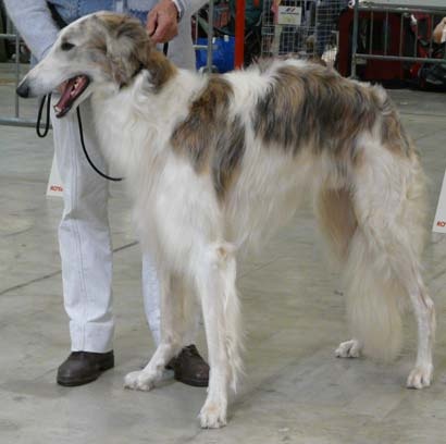 Danilov iz Homierovskoï Pekarni - 1er excellent