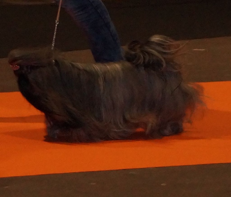 Publication : Des Fleurs De Shanghai