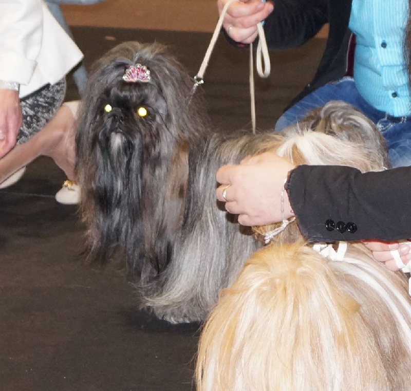 Publication : Des Fleurs De Shanghai