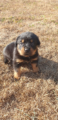 Les chiots de Rottweiler