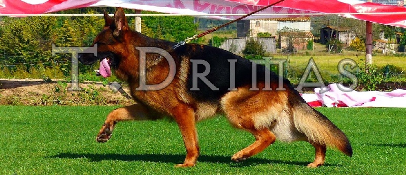 Publication : Du Clos D'azieu Auteur : Steve gish