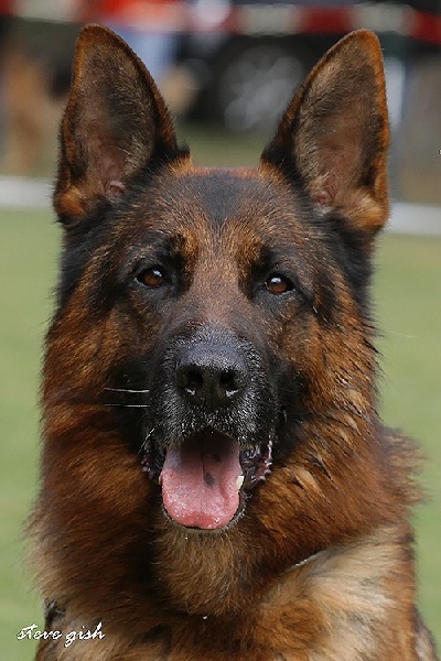 Publication : Du Clos D'azieu Auteur : Steve gish