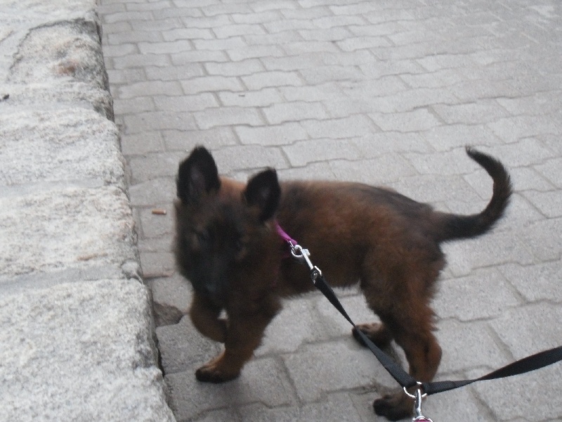 Publication : Du Domaine De L'hermine Auteur : laura dhellemmes