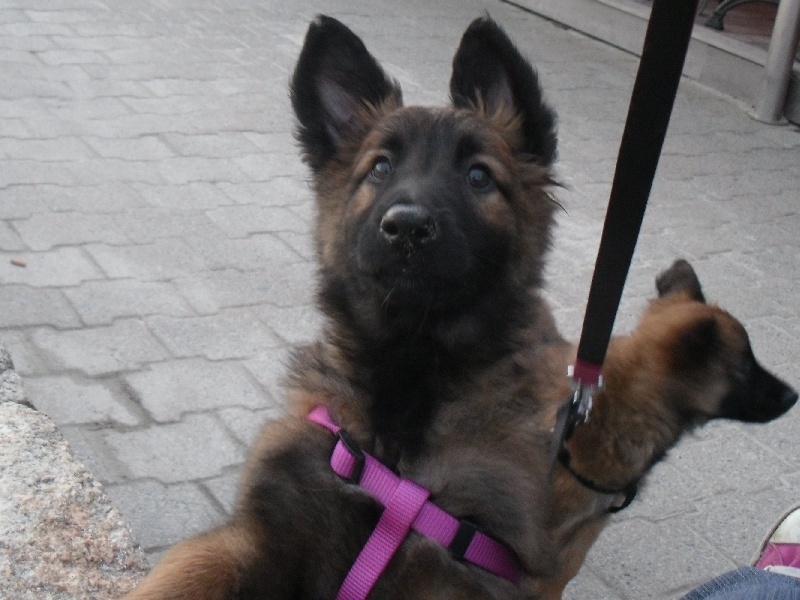 Publication : Du Domaine De L'hermine Auteur : laura dhellemmes