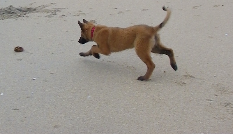 Publication : Du Domaine De L'hermine Auteur : laura dhellemmes