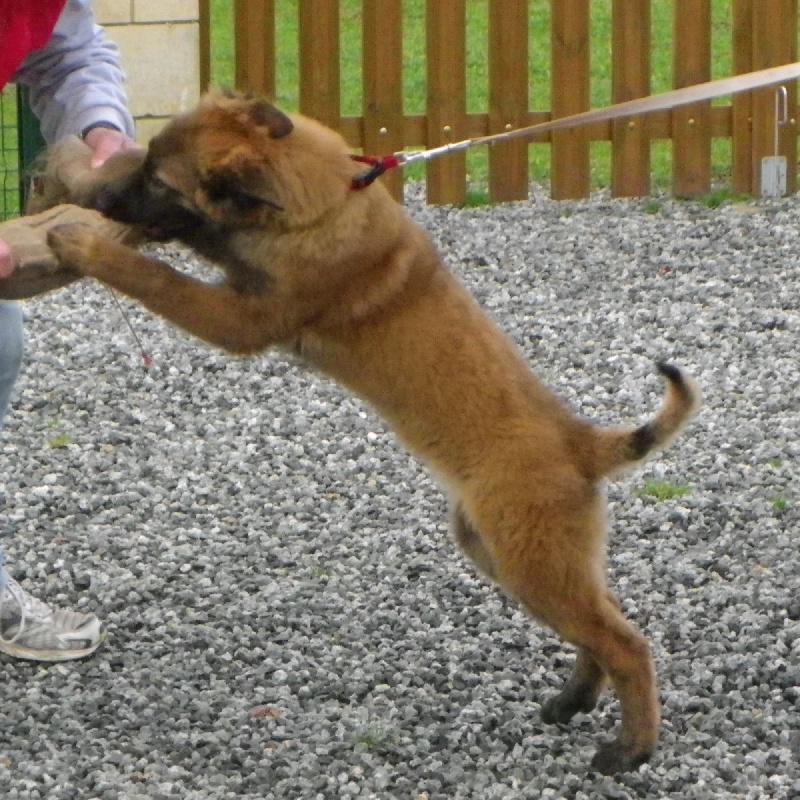 Publication : Du Domaine De L'hermine Auteur : laura dhellemmes