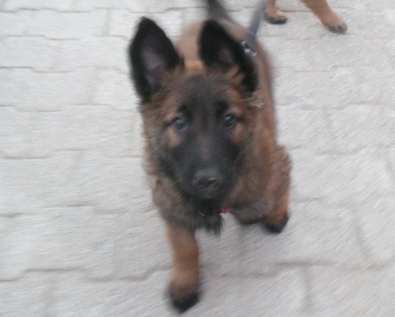 Publication : Du Domaine De L'hermine Auteur : laura dhellemmes