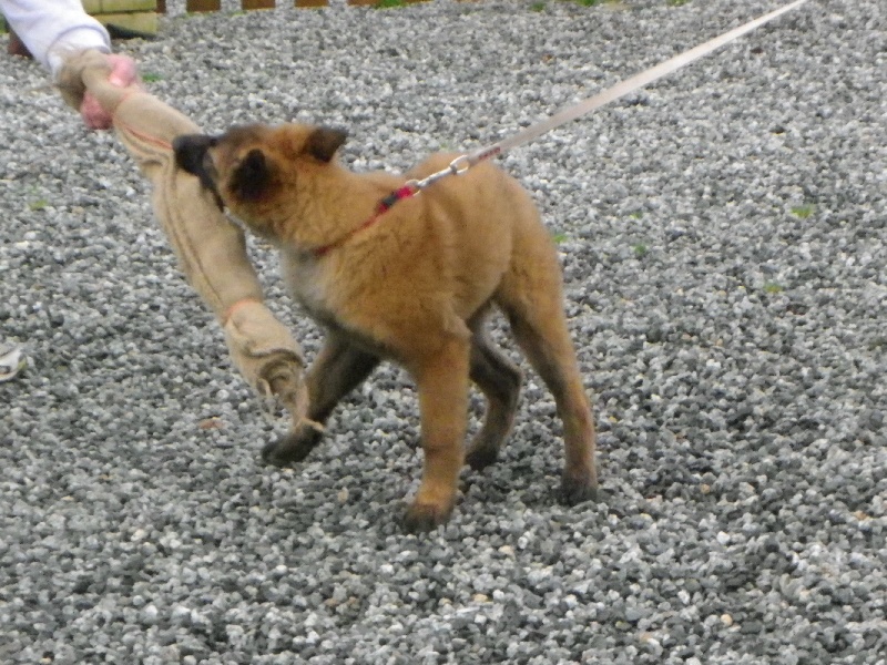 Publication : Du Domaine De L'hermine Auteur : laura dhellemmes