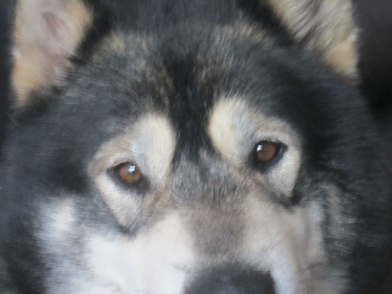Hello tshajka of Greystone Shadow