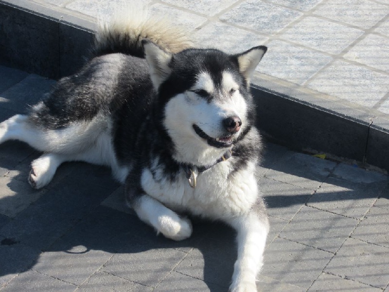Elkena Des loups du val de braye
