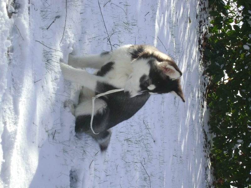 Elkena Des loups du val de braye
