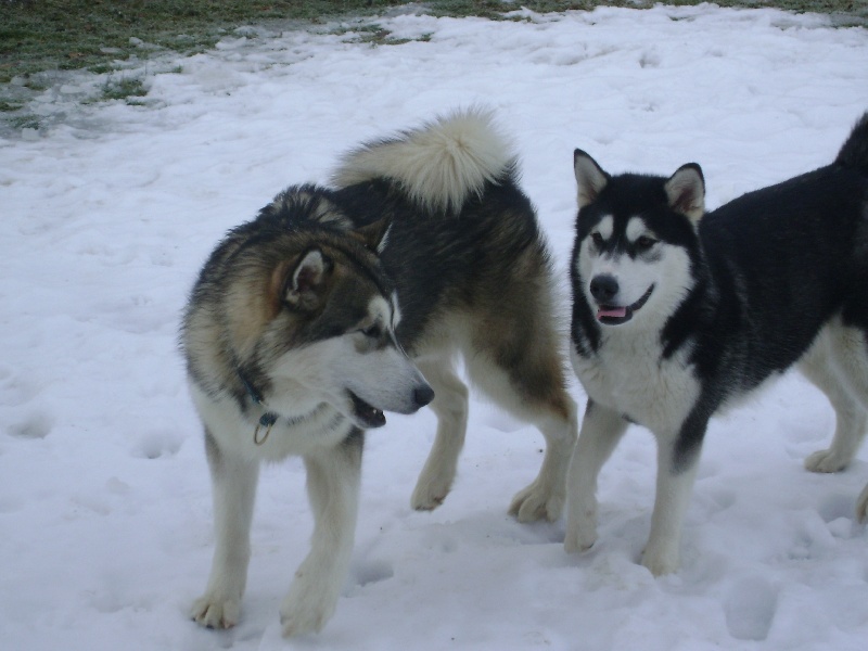 Flake of snow demon of Greystone Shadow