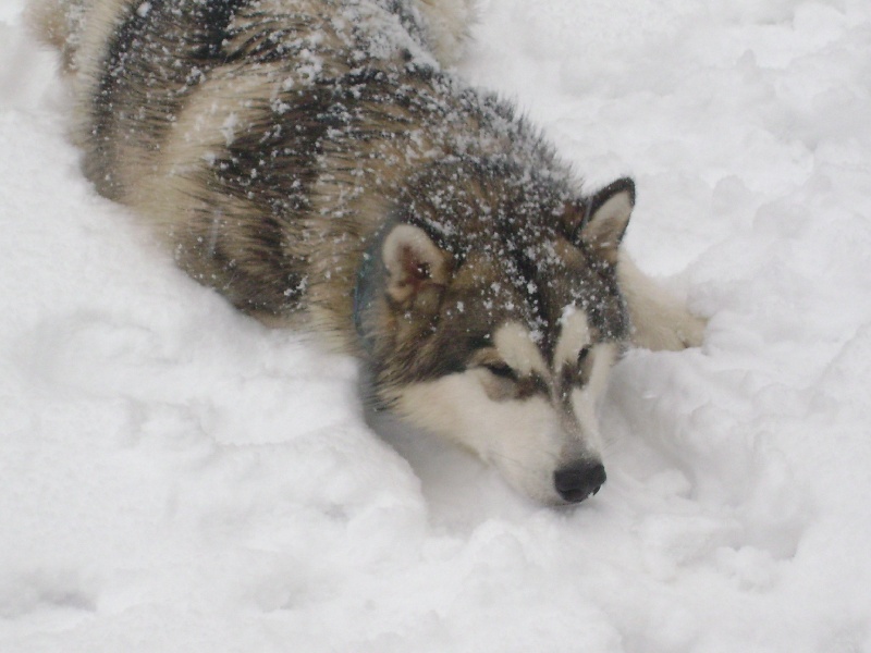 Flake of snow demon of Greystone Shadow