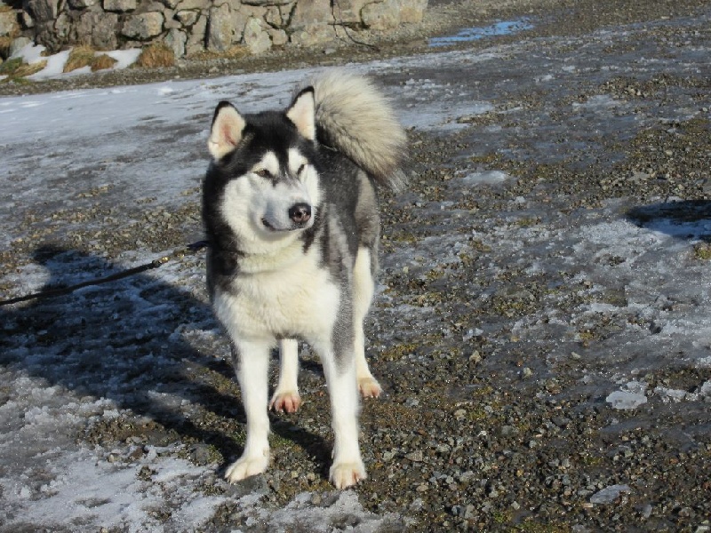 Elkena Des loups du val de braye