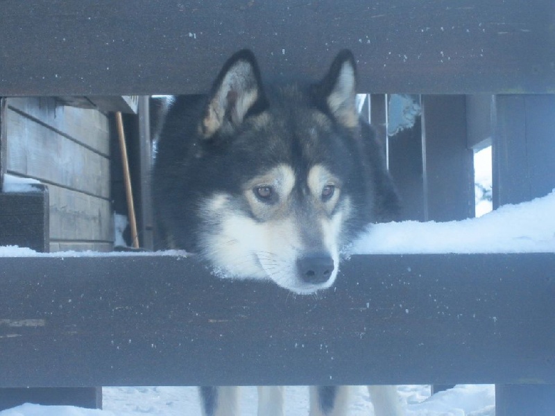Hello tshajka of Greystone Shadow
