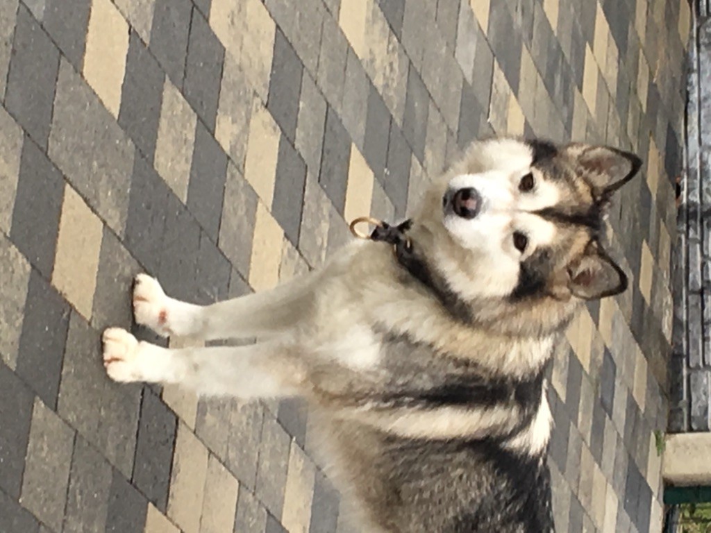 Jerika the foreign of Greystone Shadow