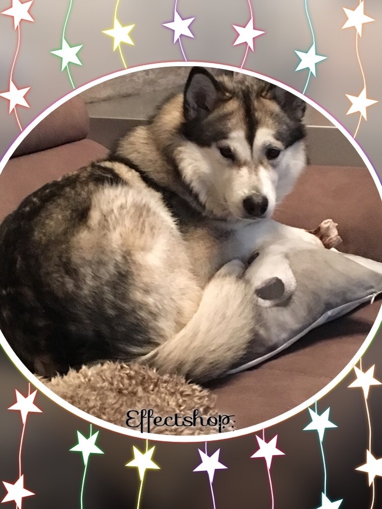 Jerika the foreign of Greystone Shadow