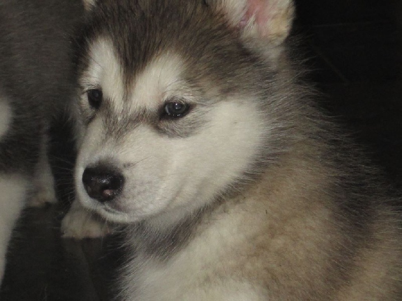 Mahala tahnee mara lilyrose De La Vallee De Nessie