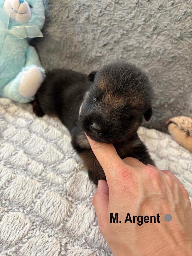 ARGENT