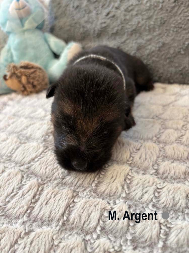 ARGENT