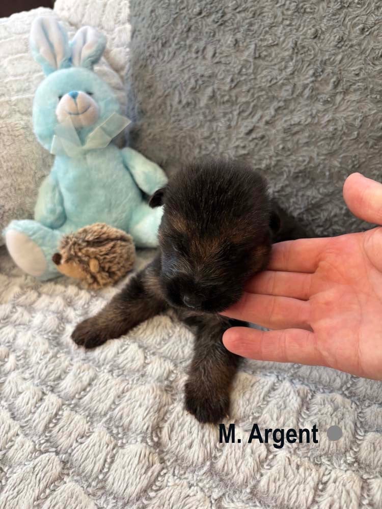 ARGENT