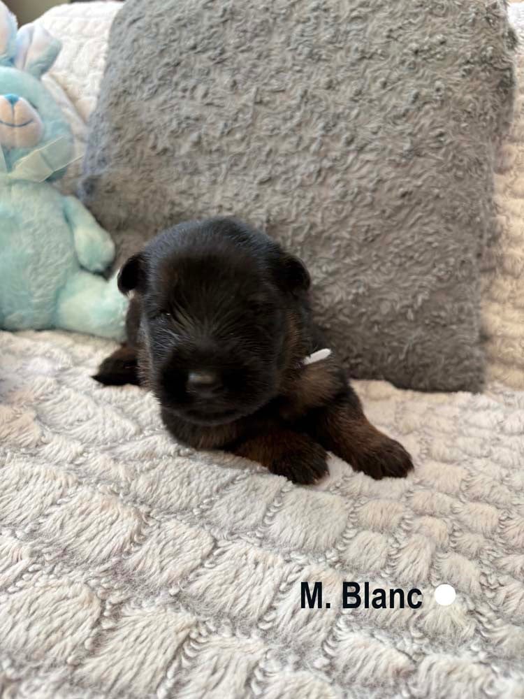 BLANC