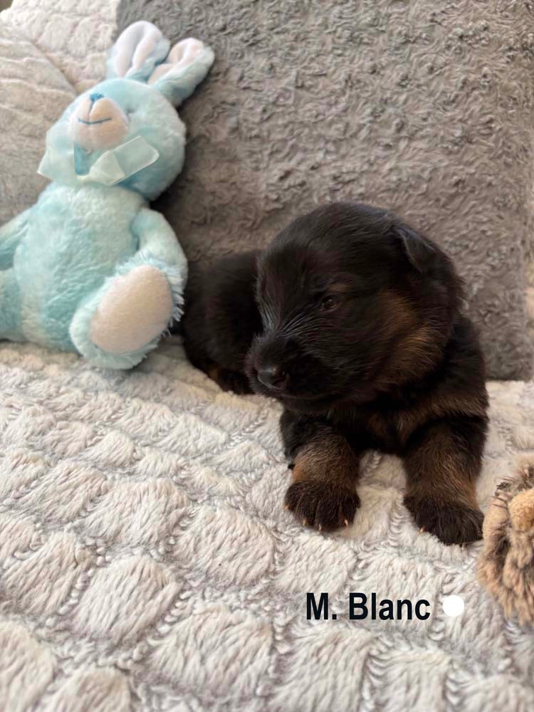 BLANC