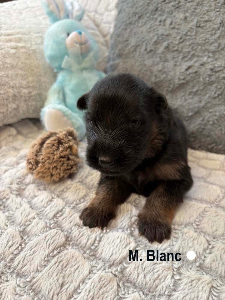 BLANC