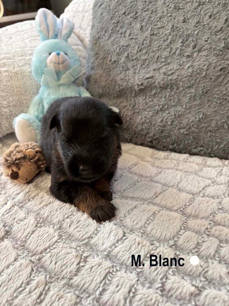 BLANC