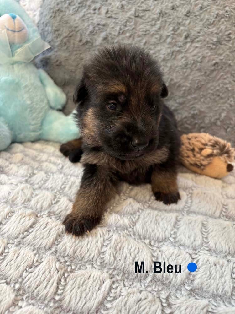 BLEU