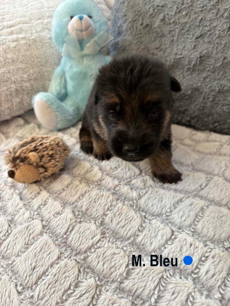 BLEU