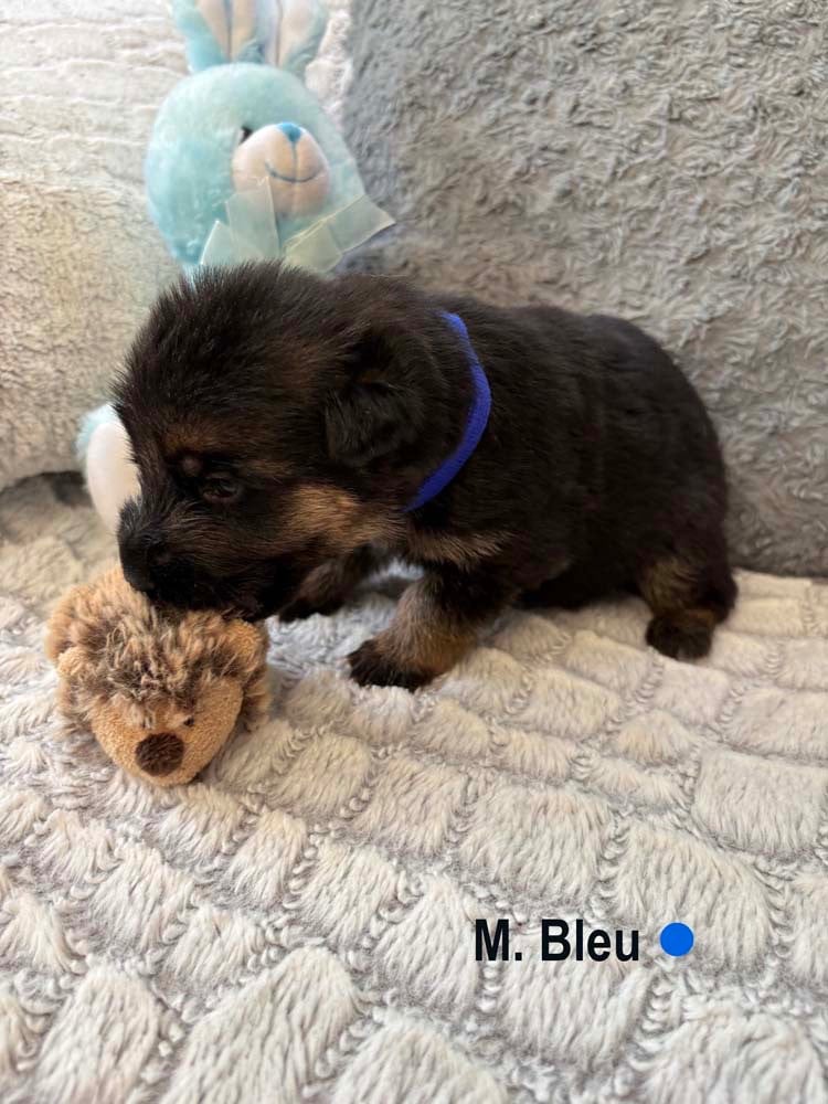 BLEU