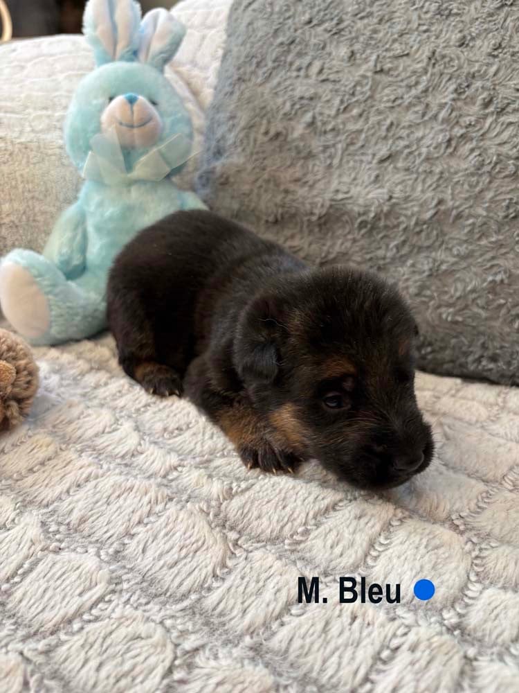 BLEU