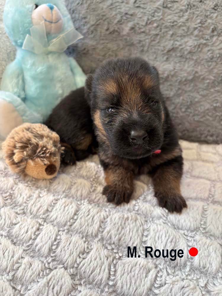 ROUGE