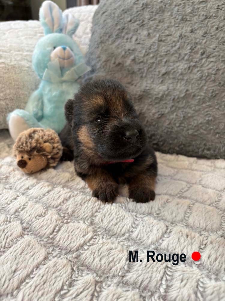 ROUGE