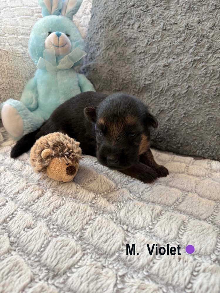 VIOLET