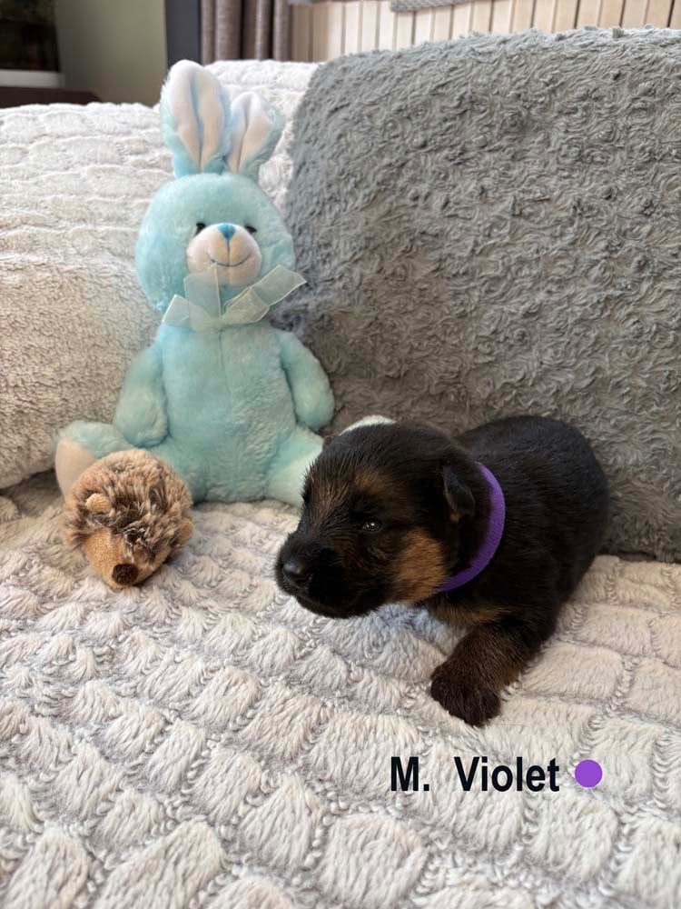 VIOLET