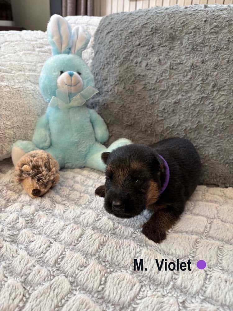 VIOLET