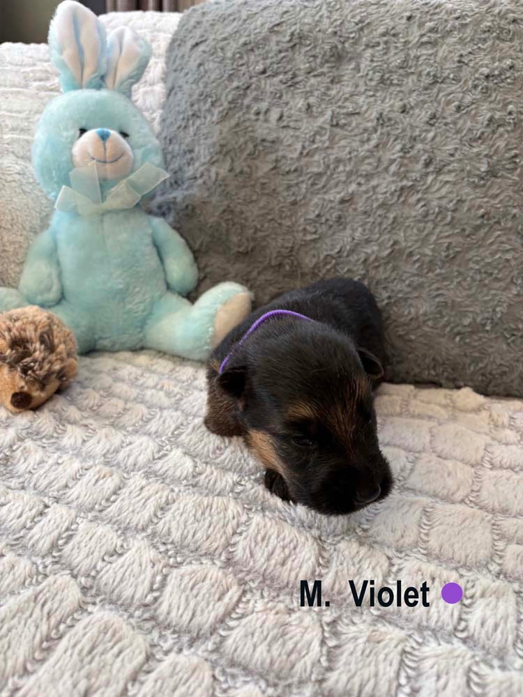 VIOLET