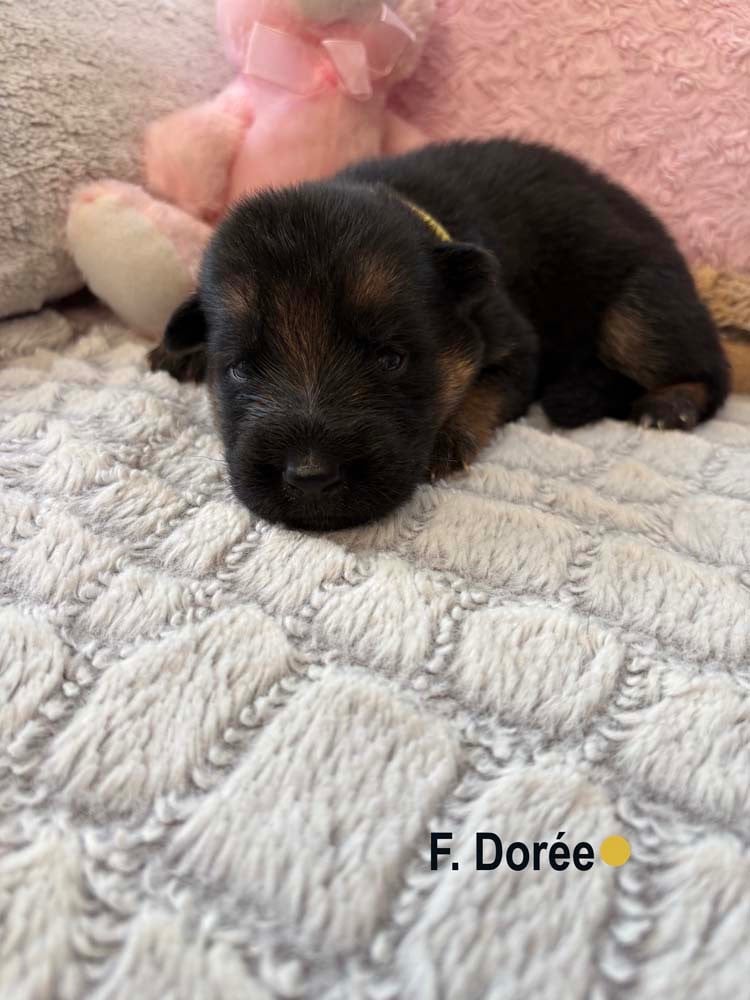 DORÉE